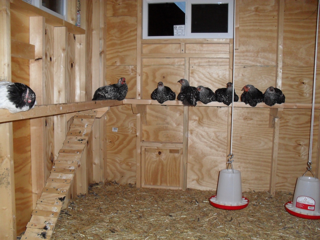 chicken coop roost spacing displaying 18 images for chicken coop roost ...